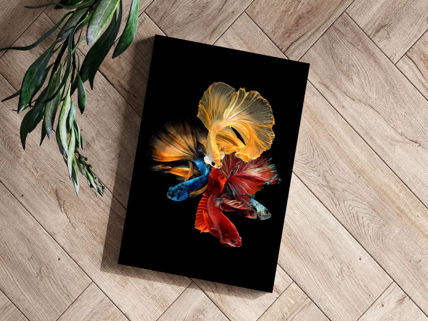Betta Fishes Aluminum Print - Image 3