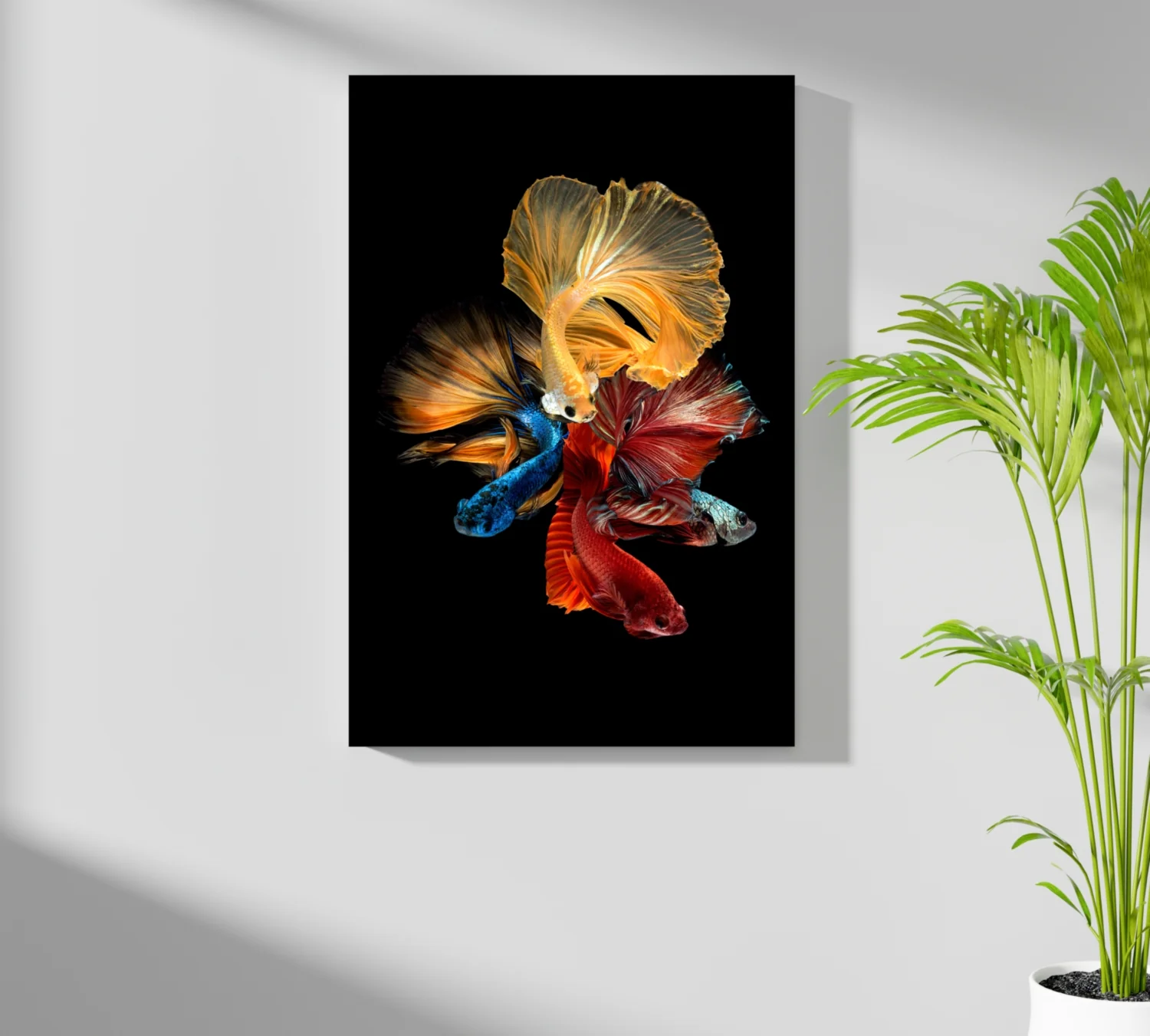 Betta Fishes Aluminum Print - Image 7