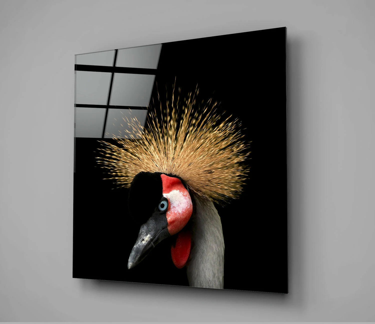 Black Crowned Crane - Image 3
