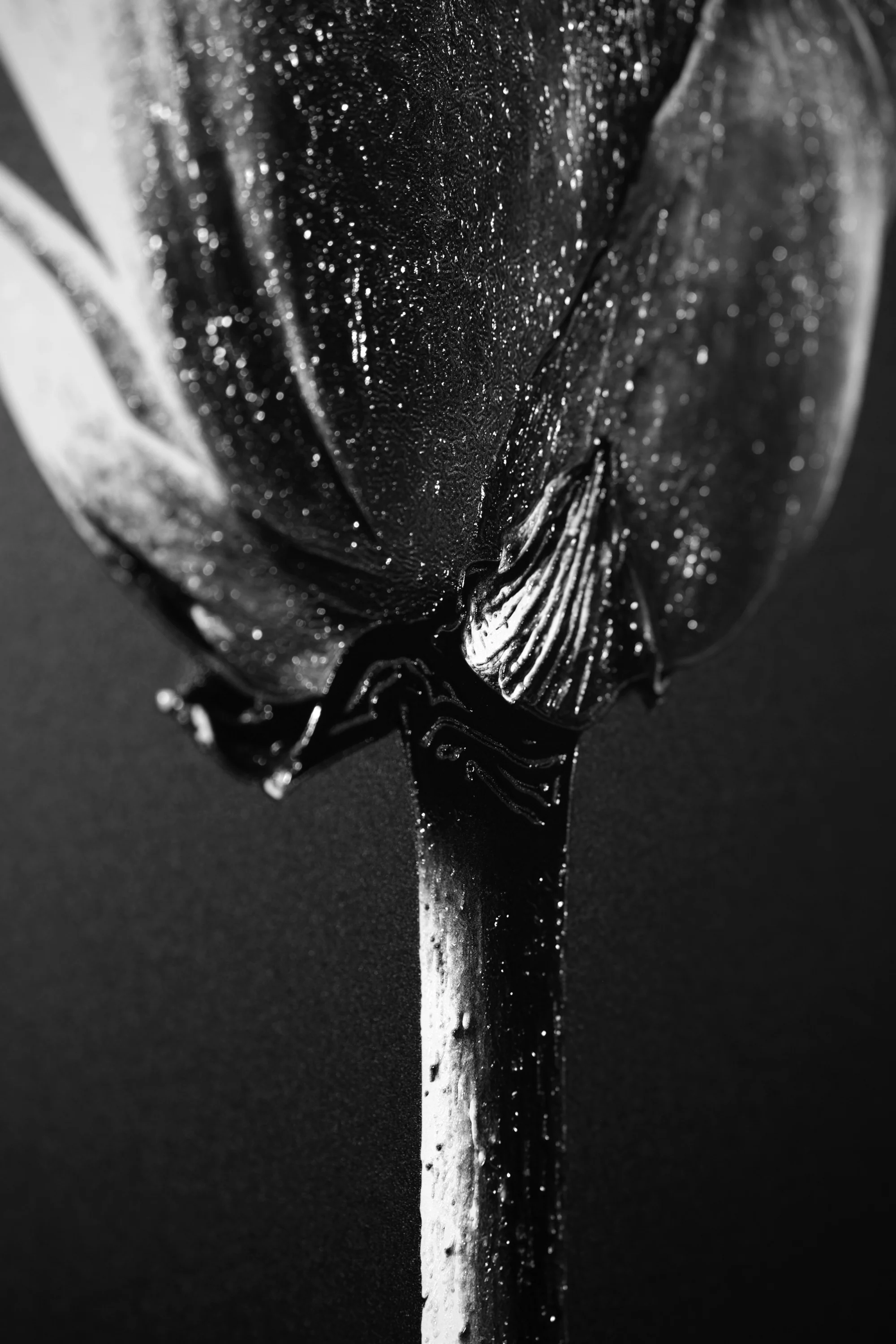 Noir Bloom Radiance — Haptic 3D Embossed + High-Gloss Lacquer Print - Image 4