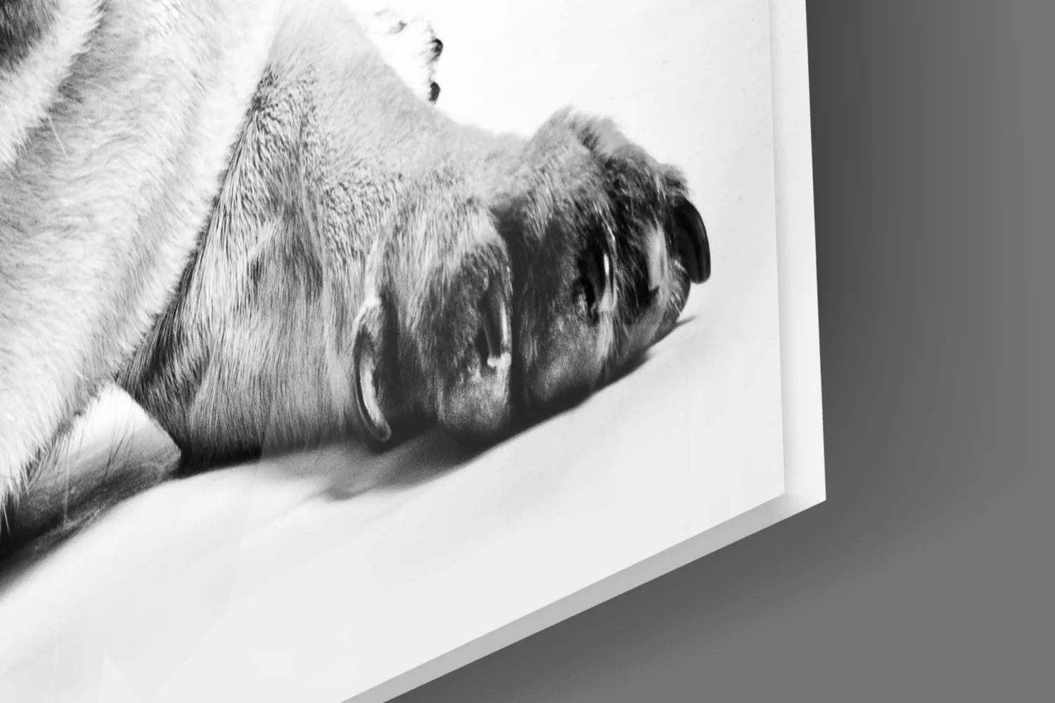 Pug Glass Wall Art - Image 8