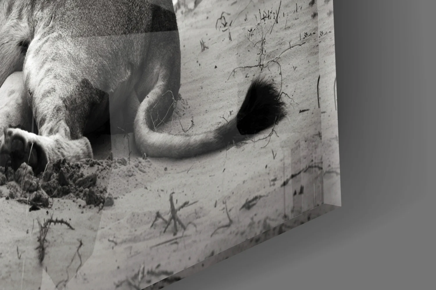 Lioness Glass Wall Art - Image 7