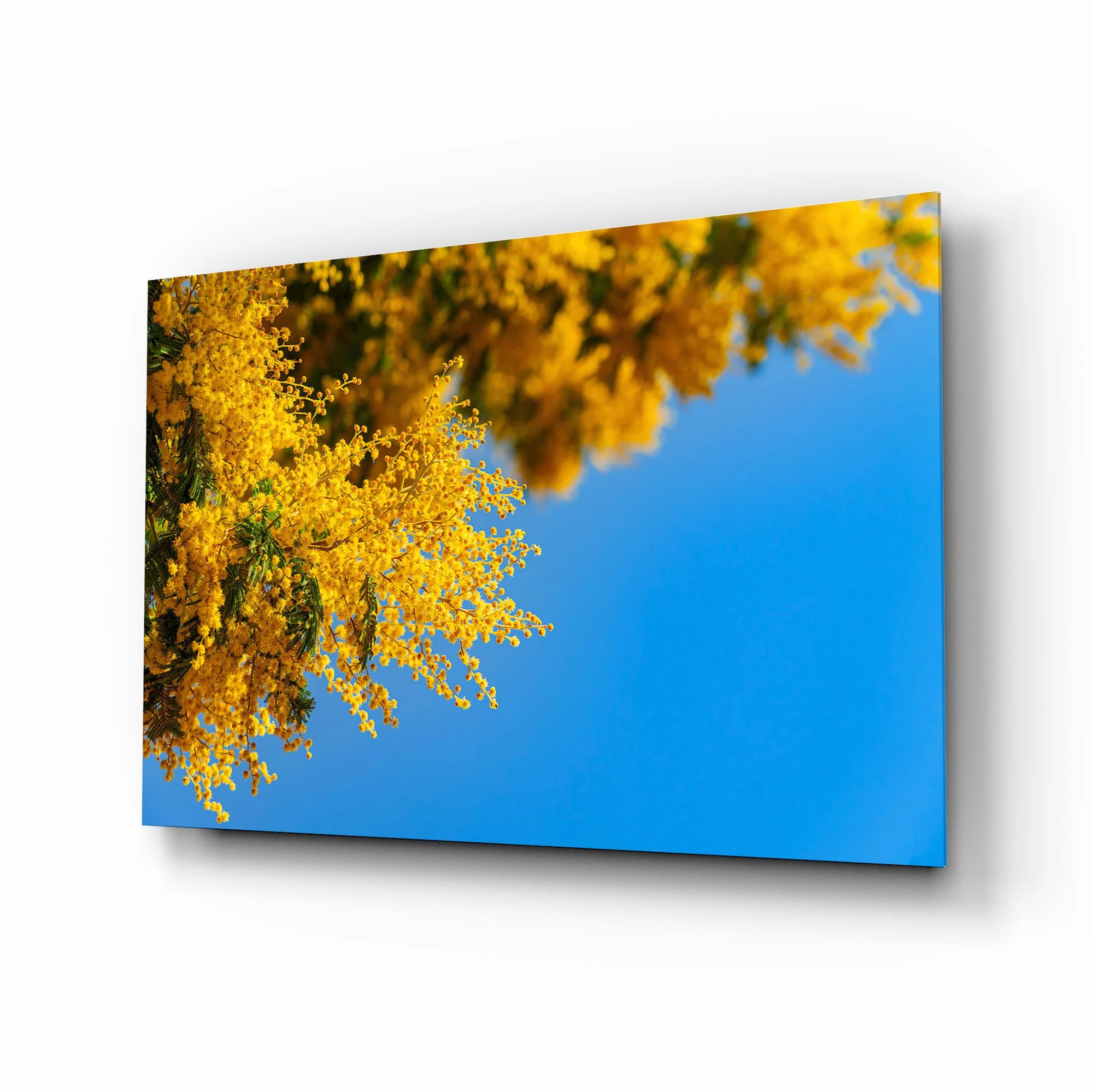 Golden Mimosa Bloom Glass Wall Art